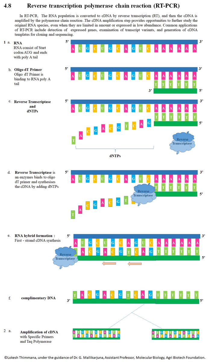 AfrahBawazeer's tweet image. 📍RT-PCR) Reverse Transcript- PCR)
المراحل للحصول على cDNA من الRNA
1️⃣ تتم عملية تحويل الRNA 
لـ complementary DNA (cDNA) بواسطة انزيم النسخ العكسي(RT)
 Reverse transcriptase
2️⃣بعد ذلك يتم مضاعفة الcDNA بواسطة الPCR
📌حيث توفر هذه الخطوة فرص لدراسةالRNA و استخدامه في عدة تطبيقات