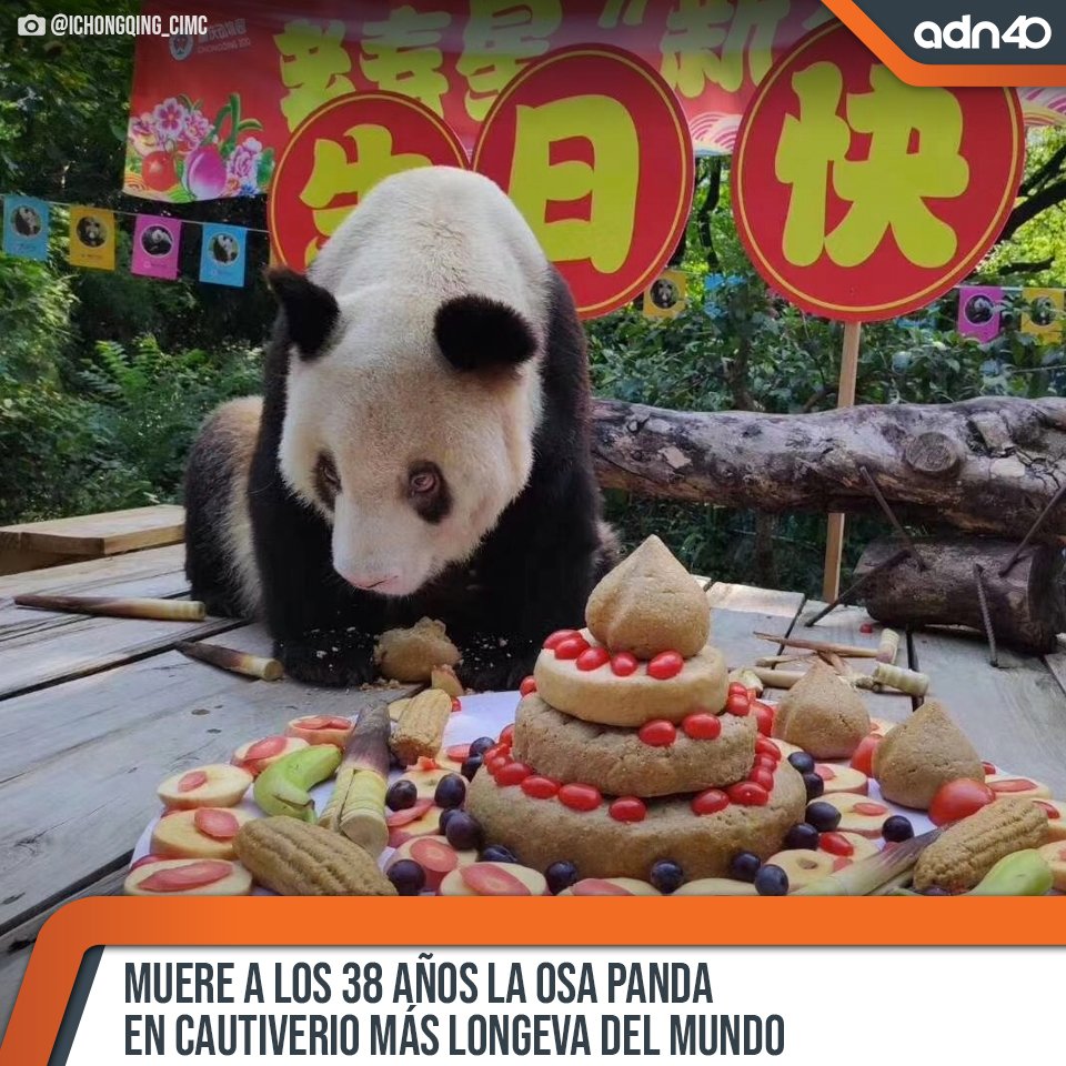 adnnoticiasmx's tweet photo. Las #Tendencias informativas que debes conocer están en los siguientes #Titulares:
🔶 Durante su vida, la #OsaPanda tuvo 153 descendientes que se encuentran en distintas regiones de #China. https://t.co/AN6xzSpZWJ