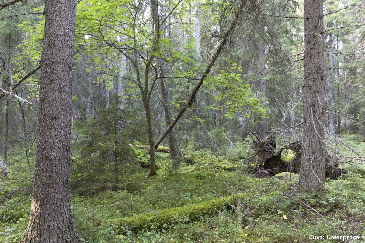 #Joulurauha'n toivotus #metsä'luonnolle a'la @Metsahallitus! Se jätti 21.12.2020 metsänkäyttöilmoitukset laajoille pienaukko- & poimintahakkuille #Natura2000-suojelluilla Kuoston ja Kaarresalon saarilla Oulujärvellä. #KHO pysäytti edelliset hakkuut vuosikirjapäätöksellä 20.1.2020