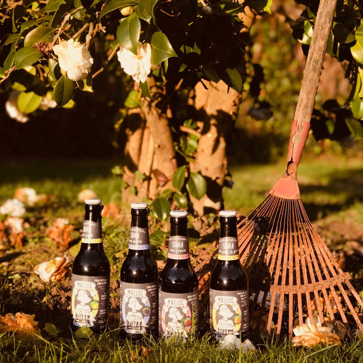 maelocway's tweet photo. Nuestras sidras de sabores elaboradas de la manera tradicional en Galicia: sidra de pera, de mora, de fresa y de piña y pera. ¿Cuál es tu favorita?
#maeloc #sidra #sidradesabores #maelocway #cosechadeGalicia #sidragallega #doityourway https://t.co/e7idCQ6a3J