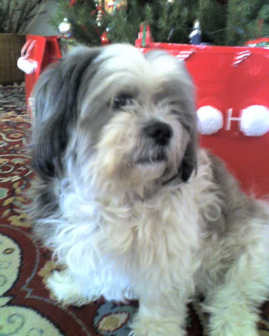 Happy birthday in Heaven, sweet Sam!!! I love and miss you sooo very much!!!❤️🐶🙏🌈