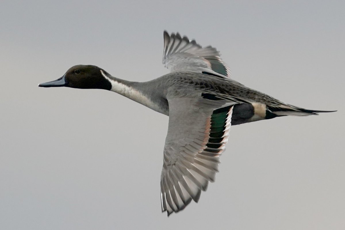 pauljwillson's tweet image. The longest nonstop flight recorded for a Pintail was 1,800 miles 😯 
@Team4Nature @ThePhotoHour @NatureUK @iNatureUK 
#TwitterNatureCommunity @Natures_Voice  #keyhaven