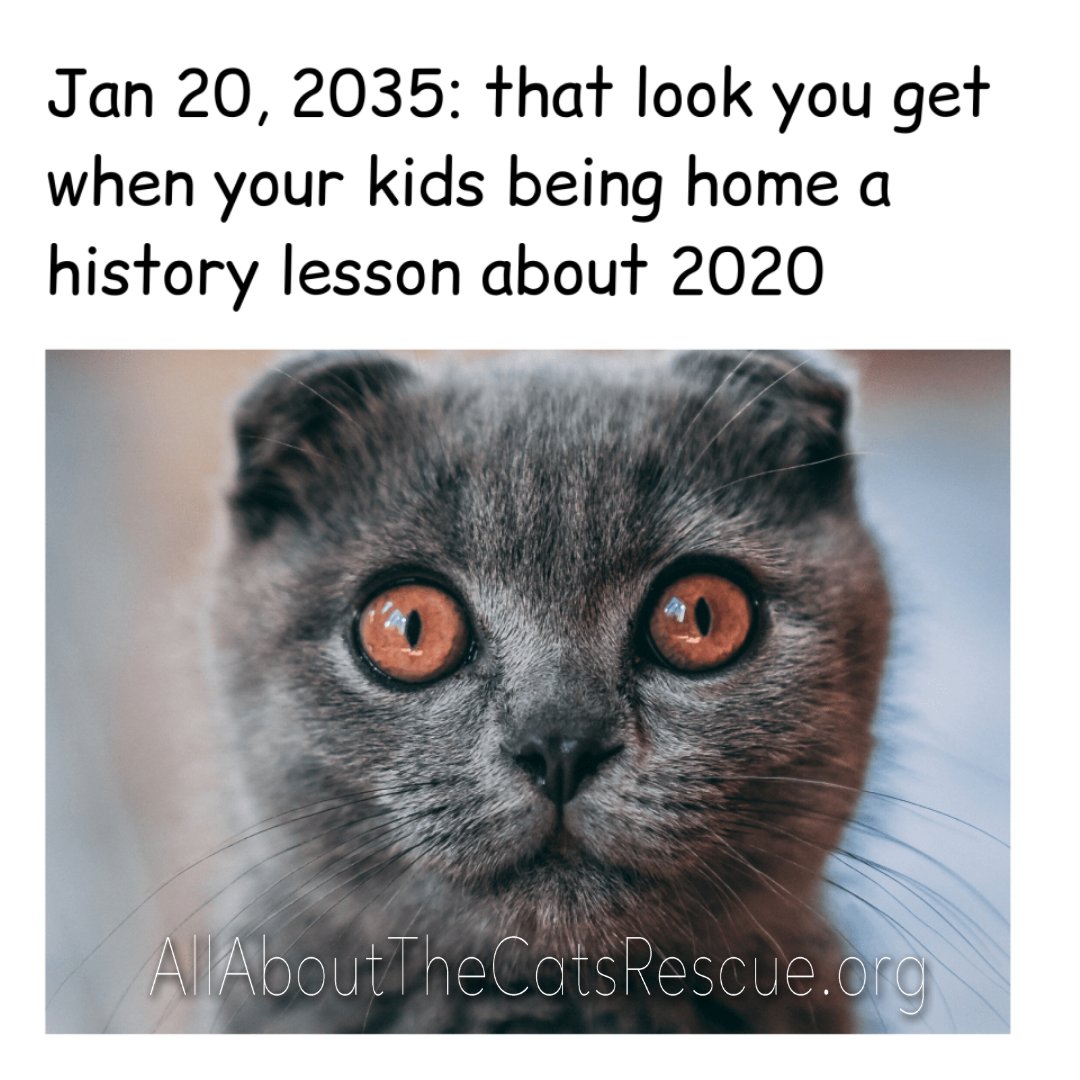 AATCSFL's tweet photo. #aatc #animalrescue #adoptdontshop #catrescue #allaboutthecats #rescue #animallovers #animallover #love #animalwelfare #friendsnotfood #rescuecat #pets #adopt #fosteringsaveslives #kitten #kittenrescue #nonprofit #donatenow https://t.co/DclW3MZiGQ