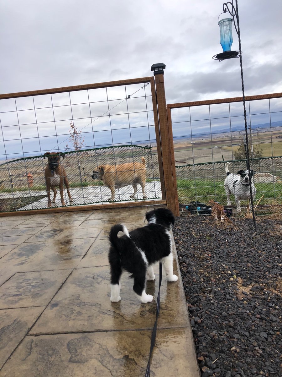 Sage a Day! Day 13: Sage v. Adult dogs (l to r: Nova, Dungey, and Lily)