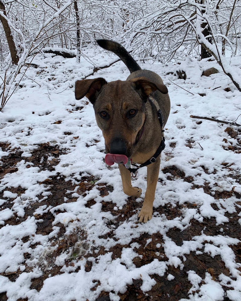 Happy #TonguesOutTuesday with Kira! 😝 this goofy girl always LOOOVES going for walks with #friends, and then is super cuddly when she gets home 🥰
#ThePack #DogWalk #DogPark #WinterWalks #Snow #HappyPuppy #CrazyGirl #Playtime #TrailWalk #AdventureDog #DogsLife