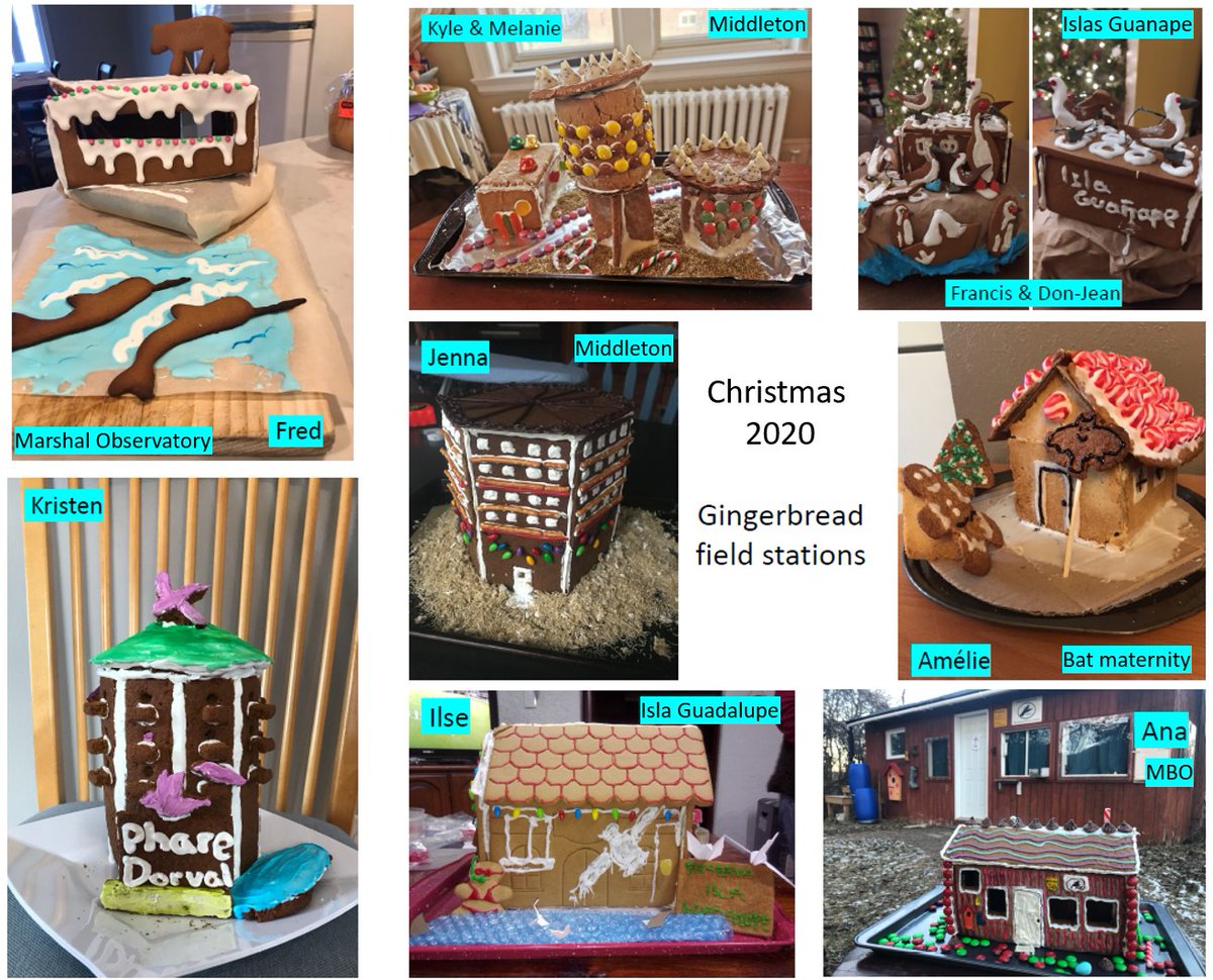 ArcticEcology's tweet photo. We've been missing our second homes, so we did gingerbread houses for our last 2020 lab meeting. So creative &amp; spanning five nations. https://t.co/krAHieu64d