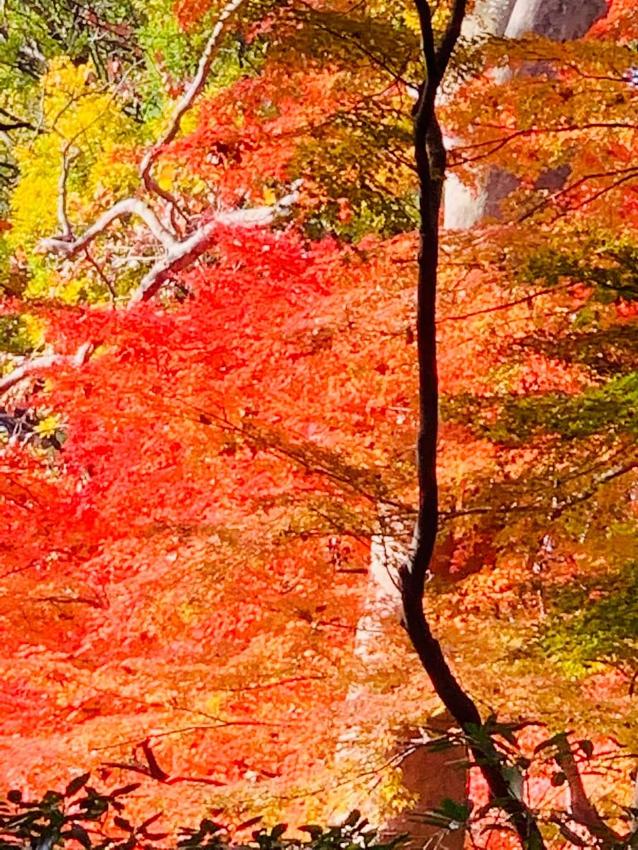 Sweetbox!❤️❤️❤️❤️💐💐💐💐💐💐 (@k_firstcat) on Twitter photo 