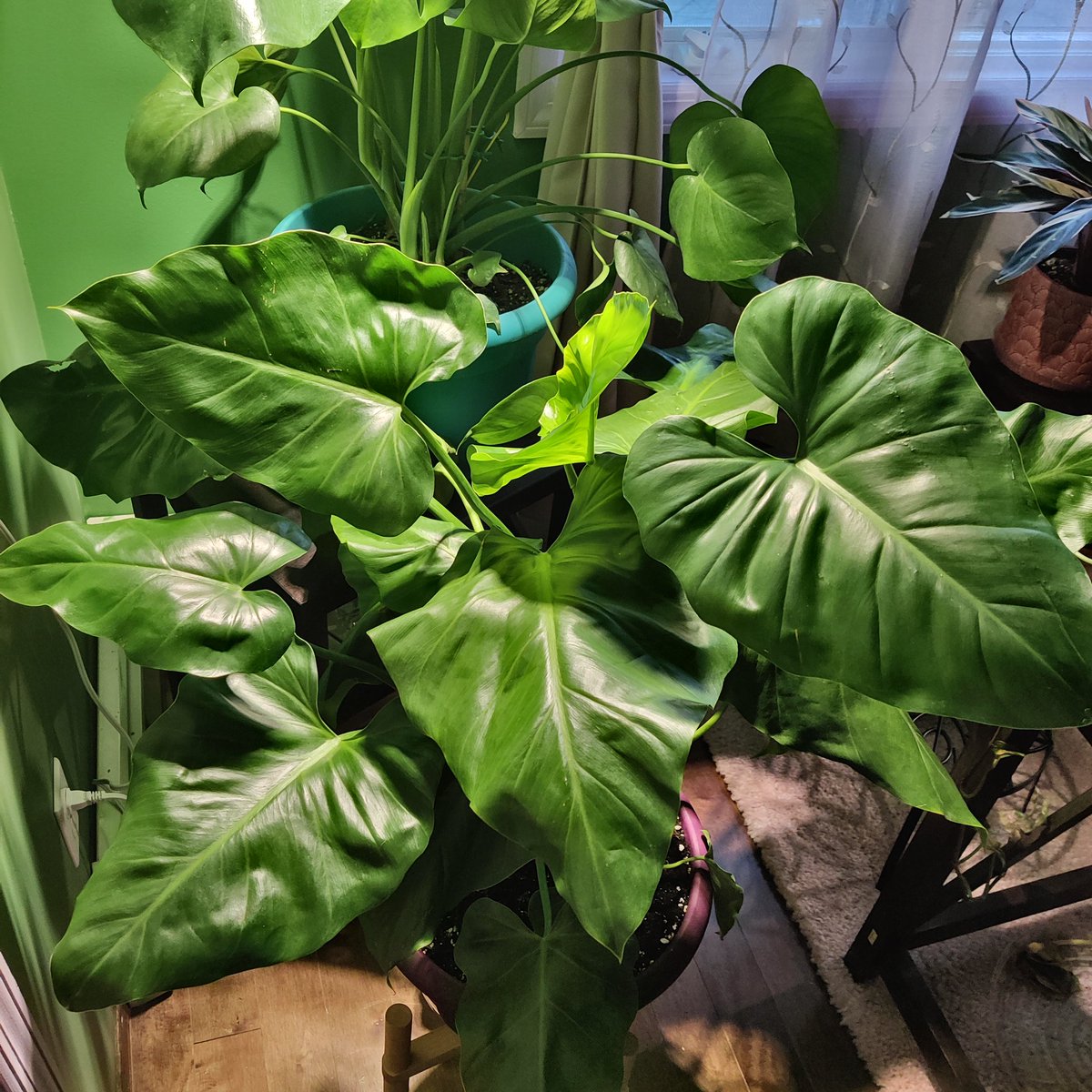 philodendrons will honestly not do you wrong once you settle into a routine with them - and there are SO MANY. here my brikin collection and my gigantiumthey dont like to sit in water at all, i let mine dry down pretty well before watering.