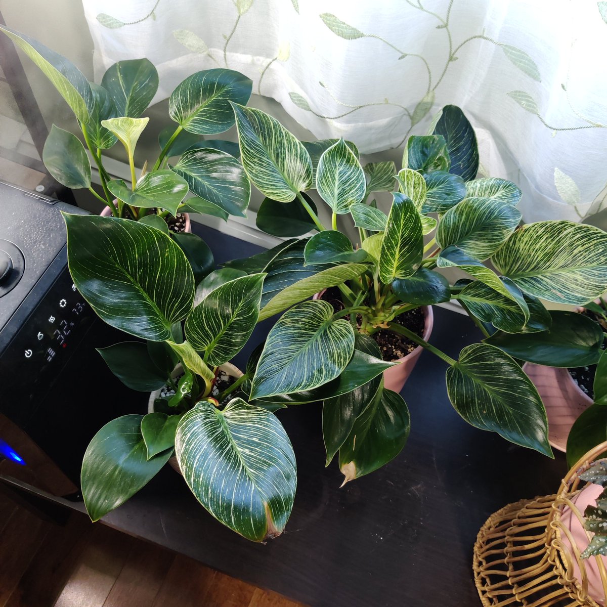 philodendrons will honestly not do you wrong once you settle into a routine with them - and there are SO MANY. here my brikin collection and my gigantiumthey dont like to sit in water at all, i let mine dry down pretty well before watering.