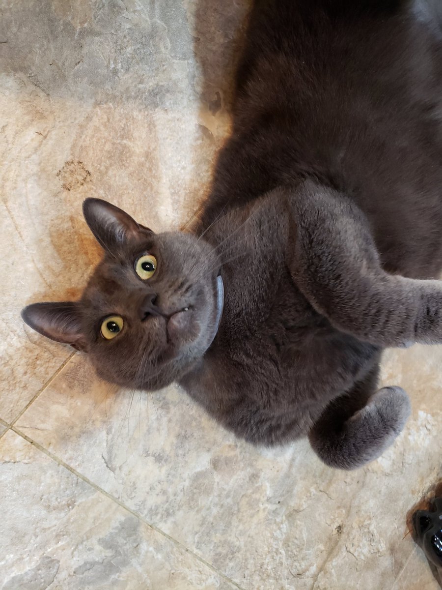 OoglieBean's tweet photo. What? Only 25 friends from 1,000! So exciting! =^. .^= 1,000 friends would be a lovely Christmas Purrrresent.
#ChipBean #Cats #Cute #Pets #CatsOfTwitter https://t.co/QC2pHXZw5V