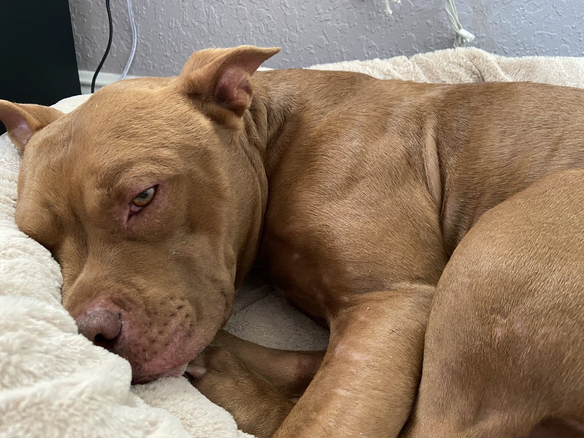 ScordoviSolange's tweet photo. Hey friends! Please share so we can find this baby a home. He is a found dog that seems to be abandoned. He is in okay condition but he does have scratches and marks on his body. He also has fleas/ticks but after a good shower he is much better! https://t.co/mGJYetCQwr