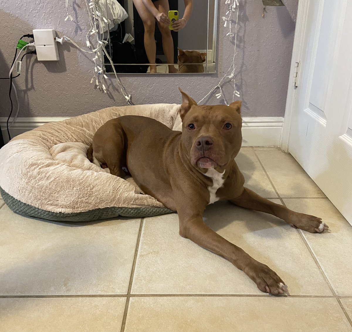 ScordoviSolange's tweet photo. Hey friends! Please share so we can find this baby a home. He is a found dog that seems to be abandoned. He is in okay condition but he does have scratches and marks on his body. He also has fleas/ticks but after a good shower he is much better! https://t.co/mGJYetCQwr