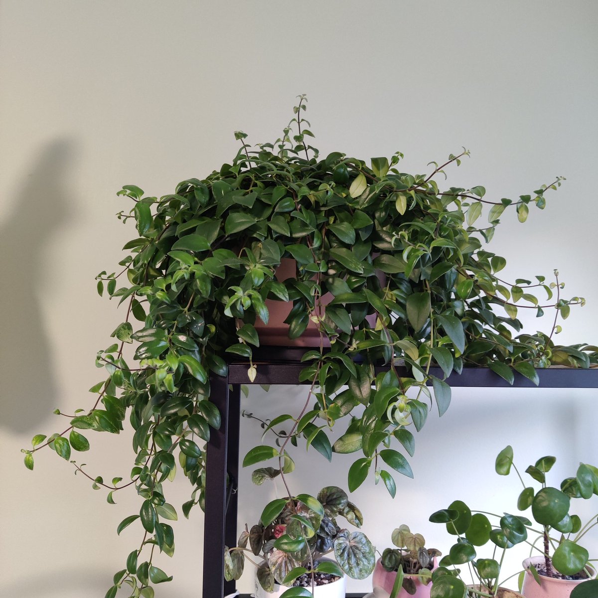 schefflera and lipstick plant! SO easy to care for - i water when theyre mostly dry and they just. exist. lipstick plants can bloom and scheffleras grow into little trees!leaves can burn tho from strong sunlight, so bright indirect light is best imo
