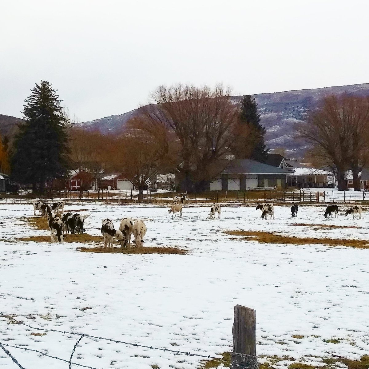 I'm dreaming of a White Christmas....

And so are our cows!! 🐄

Stop by to come visit them before Christmas and take a tour (and bring home some holiday cheese) 🧀

#HeberValleyArtisanCheese #HeberValley #cows #cheese #tours #farm