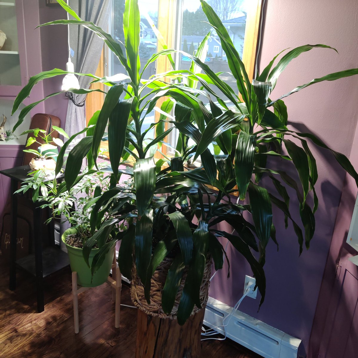 want a lush look super easily? buy yourself a big ass dracaena. they can take lower light (just dont water often) and you should take it easy on fertilizing them. i water every....10-15 days? when the soil is dry