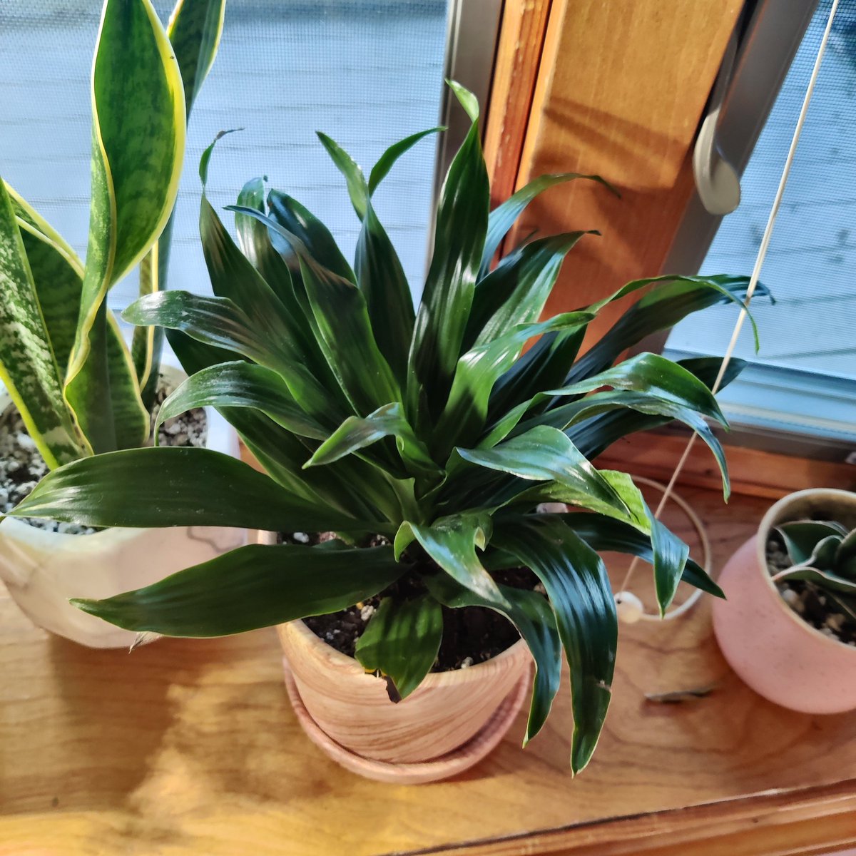 want a lush look super easily? buy yourself a big ass dracaena. they can take lower light (just dont water often) and you should take it easy on fertilizing them. i water every....10-15 days? when the soil is dry