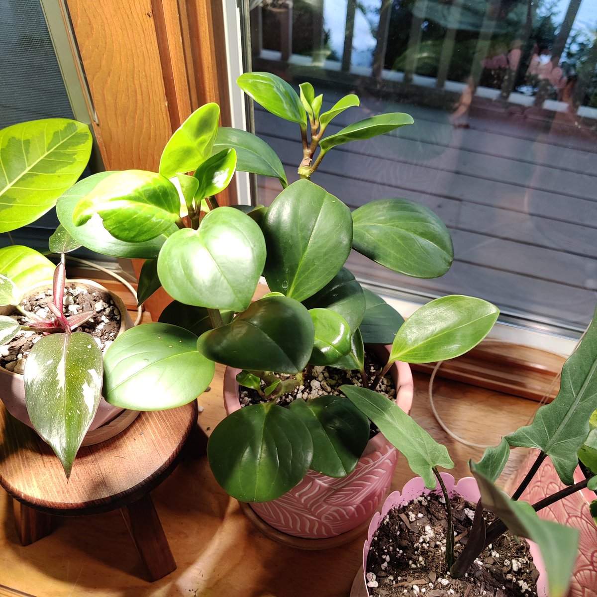 peperomias! super fun plants with a bunch of different varieties. make sure the soil is VERY well draining - add a ton of perlite! they have delicate roots and will rot very easily if kept too moist. ripples can also suffer from drying out tho-