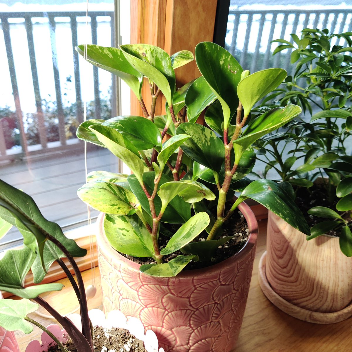 peperomias! super fun plants with a bunch of different varieties. make sure the soil is VERY well draining - add a ton of perlite! they have delicate roots and will rot very easily if kept too moist. ripples can also suffer from drying out tho-