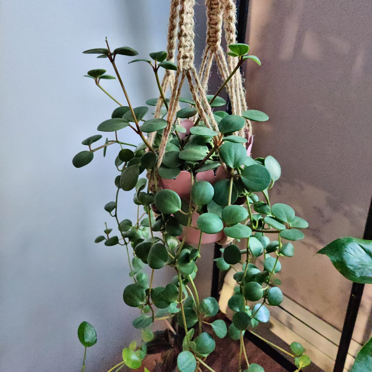 peperomias! super fun plants with a bunch of different varieties. make sure the soil is VERY well draining - add a ton of perlite! they have delicate roots and will rot very easily if kept too moist. ripples can also suffer from drying out tho-