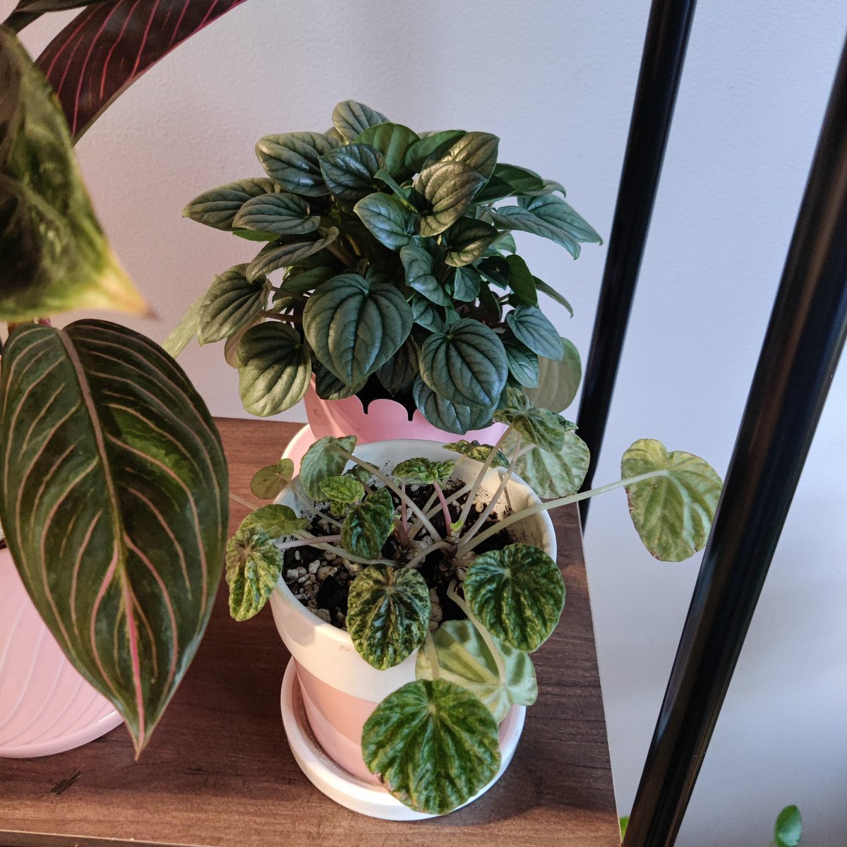 peperomias! super fun plants with a bunch of different varieties. make sure the soil is VERY well draining - add a ton of perlite! they have delicate roots and will rot very easily if kept too moist. ripples can also suffer from drying out tho-