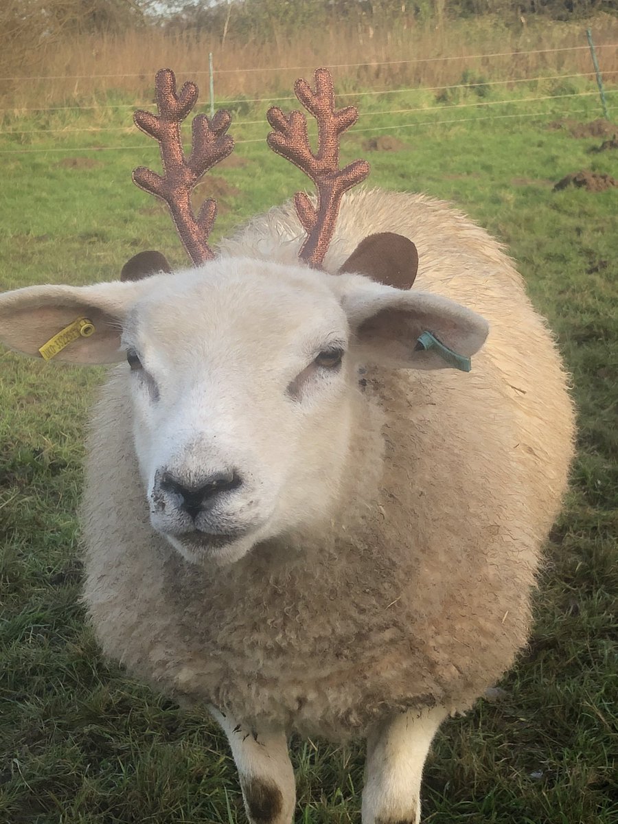 Tim Hancock tweet media