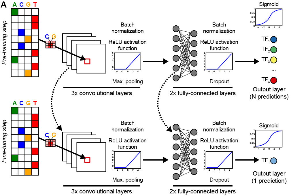 Check out this amazing work by two talented students from the @WyWyWa lab, @NovakovskyG (co-supervised by @sara_mostafavi) and @manusaraswat10 (now in @OliverStegle and @MoritzMall labs ), on transfer learning (TL) from biological prior knowledge for TF binding prediction (1/6).