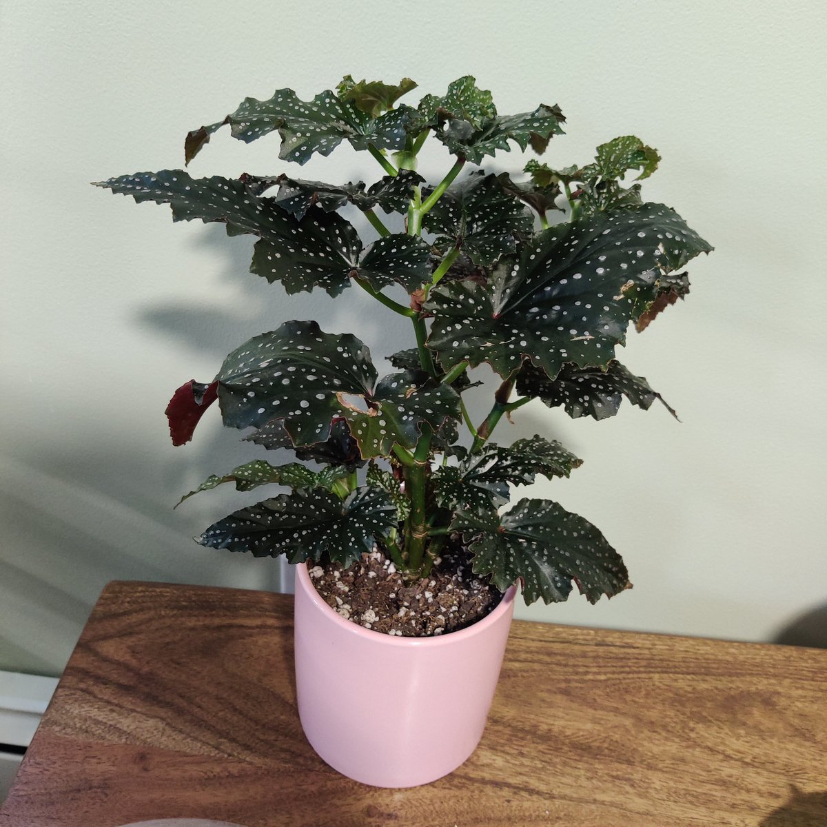 back to this- angel wing begonias have gripped my heart at the moment. i let mine dry down a bit and they get east/south light. they can bloom!!!