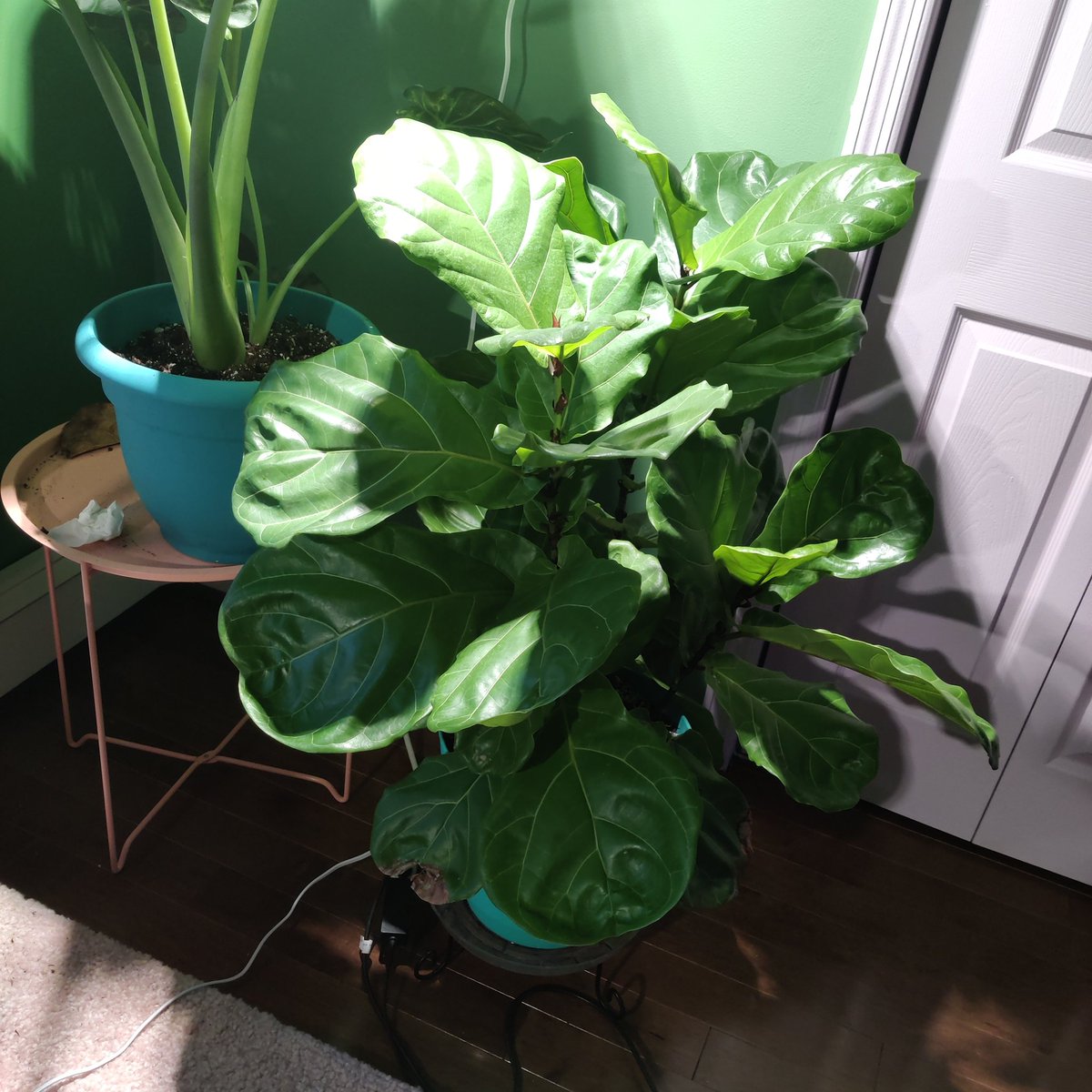 now. fiddle leaf figs (and other ficuses)i know these are like, very contested plants LOL. but tbh? my FLF are not demanding at all. i have them in southern windows, well draining soil, and i water when the soil is drrrrrry or the leaves VERY slightly wilt