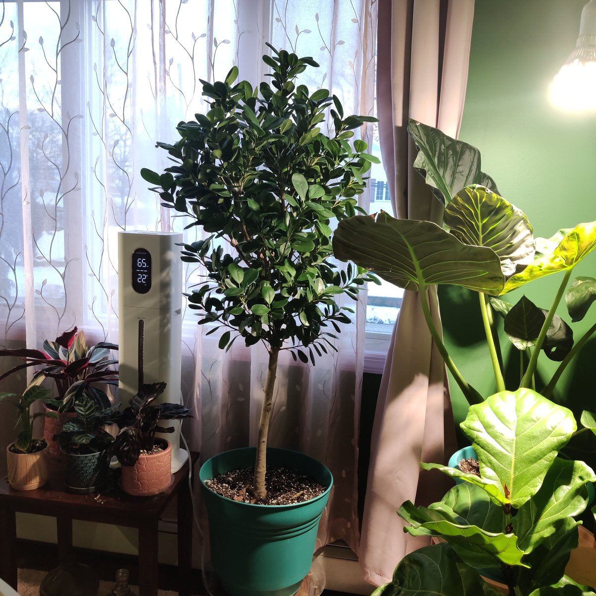 now. fiddle leaf figs (and other ficuses)i know these are like, very contested plants LOL. but tbh? my FLF are not demanding at all. i have them in southern windows, well draining soil, and i water when the soil is drrrrrry or the leaves VERY slightly wilt