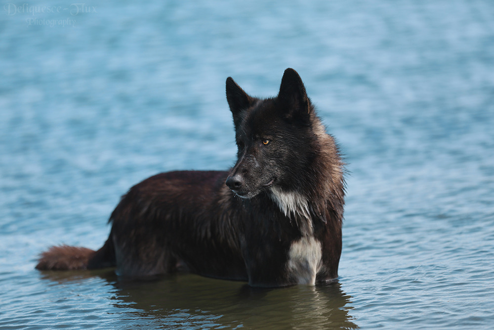 HourlyWolves presents: