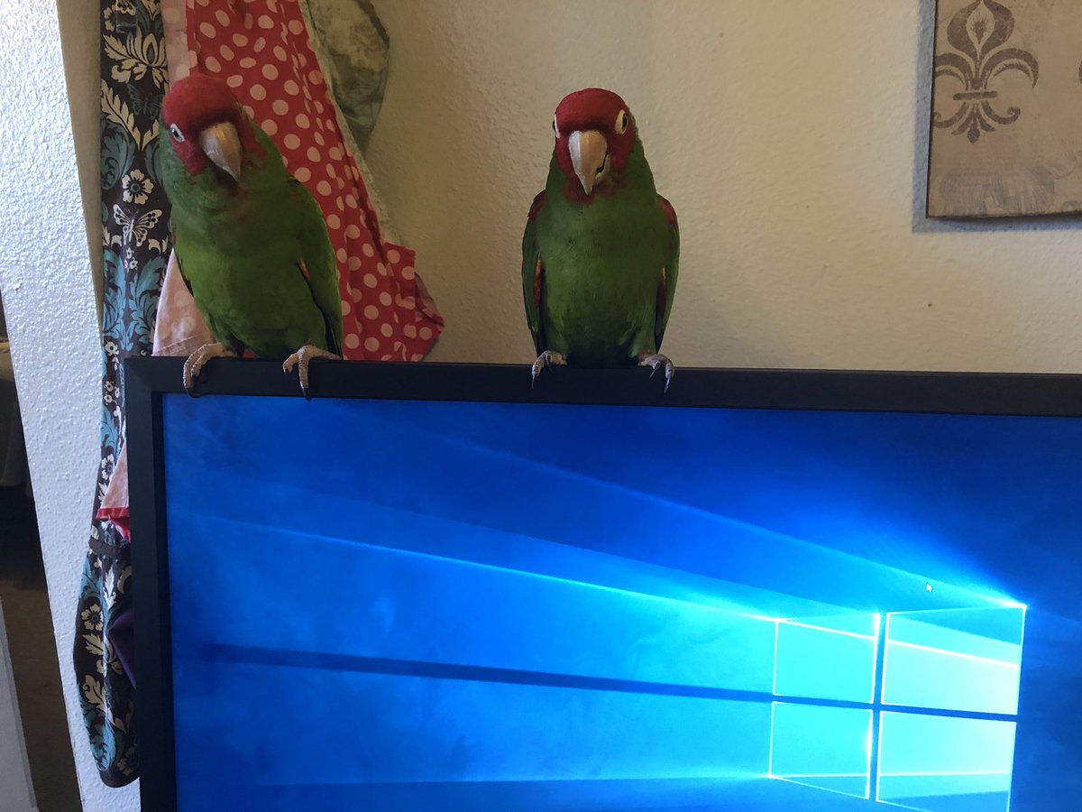 MadelineCowdell's tweet photo. I’ve got some pretty cute co-workers today. #WorkFromHome #CherryHeadConure #TelegraphHillParrots #Parront #BirdMum #BirdMom https://t.co/su46Xia6vo