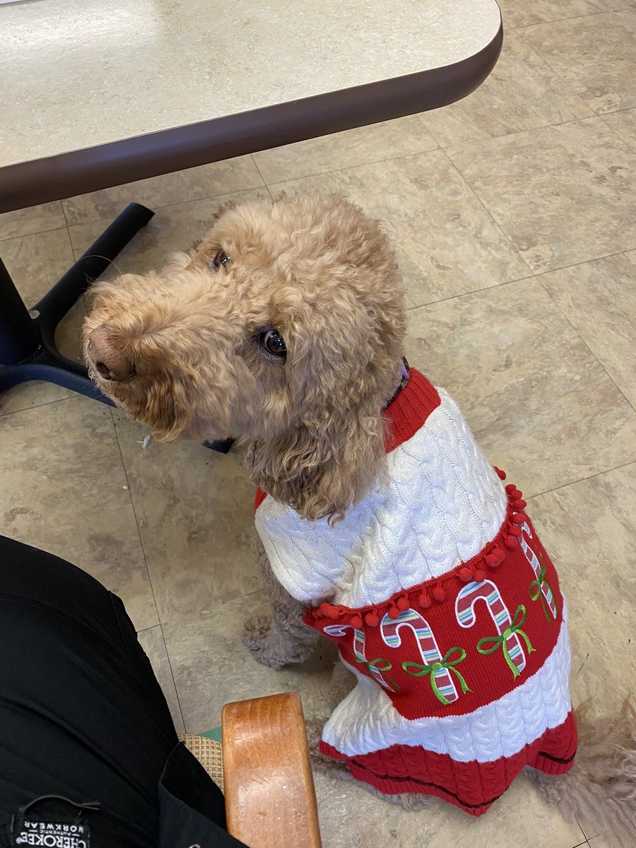 indyangeline's tweet photo. @dog_rates @bestfriends @Trupanion Ginger is not feeling the ‘festive’ sweater- but glad Christmas is almost here https://t.co/Zta39l1seA