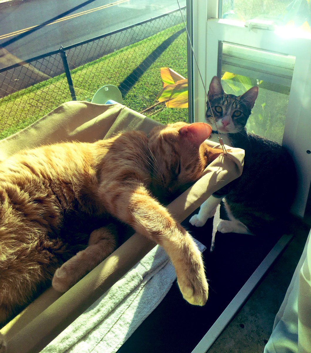 AloofFloof's tweet photo. ☀️☀️☀️ https://t.co/4h6wL7j0Kg