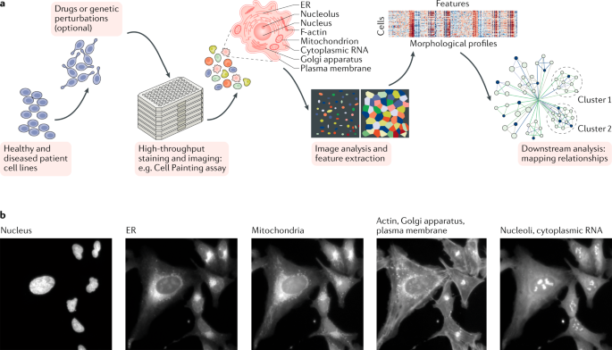 NatRevDrugDisc's tweet photo. Machine learning can enable more effective application of image-based profiling in many aspects of the drug discovery process - find out more in this review by @DrAnneCarpenter et al. published today https://t.co/jSA62BM7jQ https://t.co/unfhqWJMv5