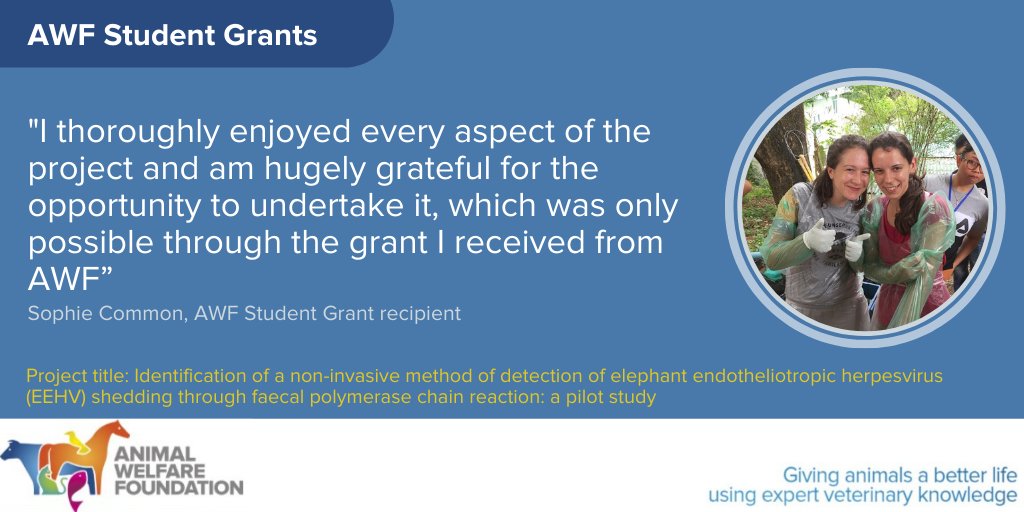 AWF_VETS's tweet photo. Are you an undergraduate studying veterinary medicine, veterinary nursing, animal welfare, agricultural sciences or a related degree?

Develop your research skills and make a difference to animal welfare with an AWF student grant. 

#AWFResearch

https://t.co/xNyErsKexL https://t.co/Zy1jE1u36i