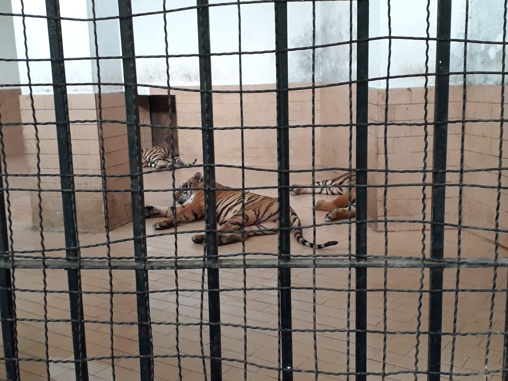 AtherRizvi's tweet photo. #Lahore #Zoo currently has approx. 34 big cats (22 African lions and 12 tigers) kept in unnatural &amp; unhealthy conditions, suffering from poor physical and psychological health.

These cats IMMEDIATELY require intervention in the form of:

(A thread) https://t.co/IvL0Pivykp
