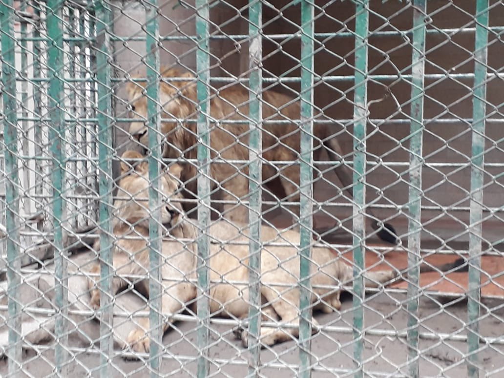 AtherRizvi's tweet photo. #Lahore #Zoo currently has approx. 34 big cats (22 African lions and 12 tigers) kept in unnatural &amp; unhealthy conditions, suffering from poor physical and psychological health.

These cats IMMEDIATELY require intervention in the form of:

(A thread) https://t.co/IvL0Pivykp