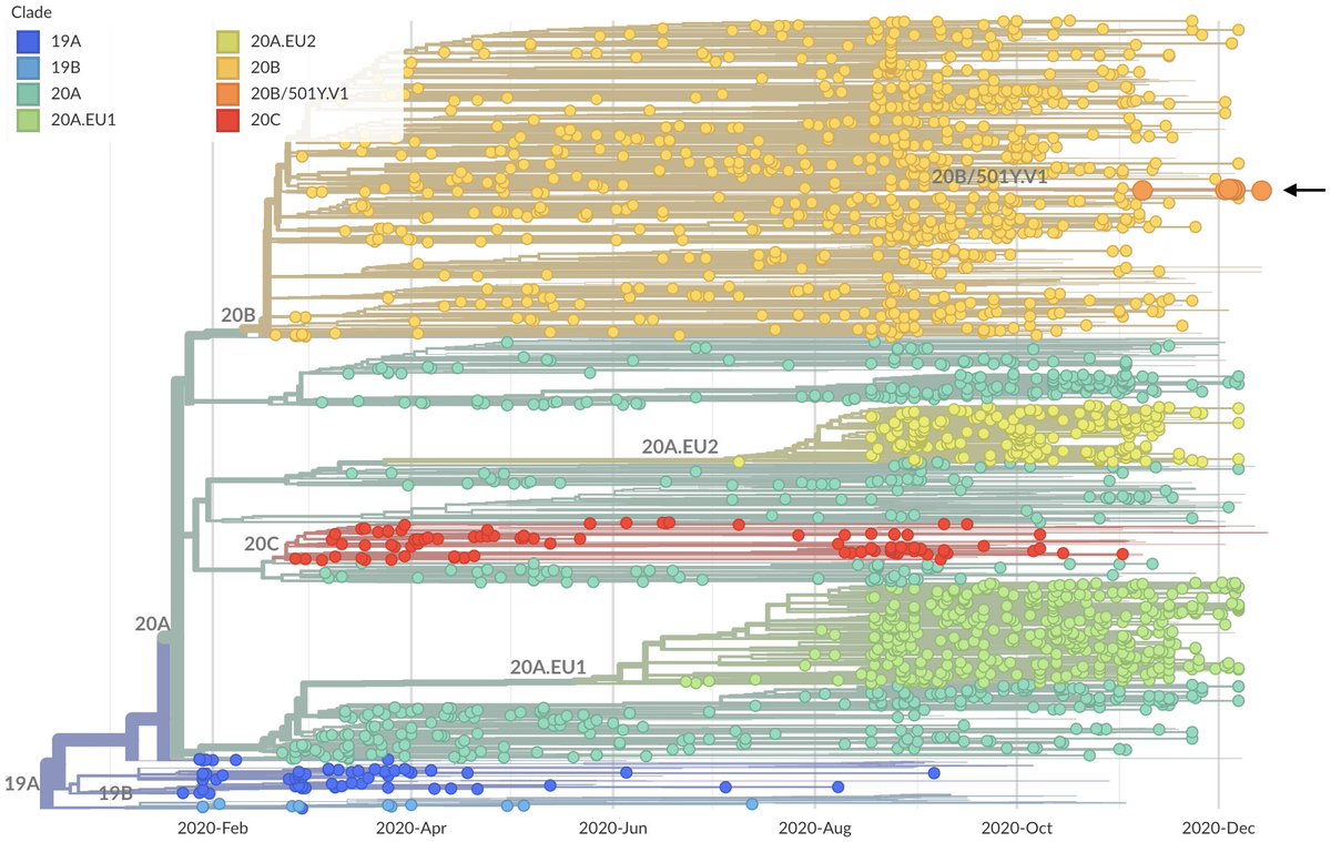 This variant is referred to as the B.1.1.7 lineage in  https://cov-lineages.org  nomenclature and clade 20B/501Y.V1 in  @nextstrain nomenclature and can be seen here within circulating viral diversity, where the variant lineage is highlighted in orange ( https://nextstrain.org/ncov/europe?c=clade_membership&f_region=Europe&transmissions=hide). 2/17