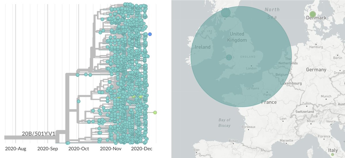 If we look at a detailed phylogenetic tree of this variant, rapid spread is also apparent. We also see that almost all the 501Y.V1 cases are in the UK, with 1 sequenced case from Australia (quarantined), 1 from Italy and 9 cases from Denmark ( https://nextstrain.org/groups/blab/ncov/variants/20b-501y-v1). 8/17