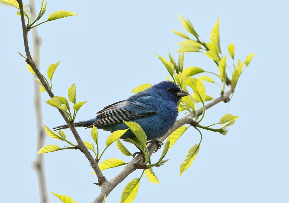 USFWS's tweet photo. Even during winter, you can find rainbows. If you're participating in the Christmas bird count, we challenge you to find every color of the rainbow during your birdwatching adventure! 

Learn more about the Christmas bird count and how you can participate: https://t.co/1MJRFOGT0v https://t.co/m89KBXaNOm