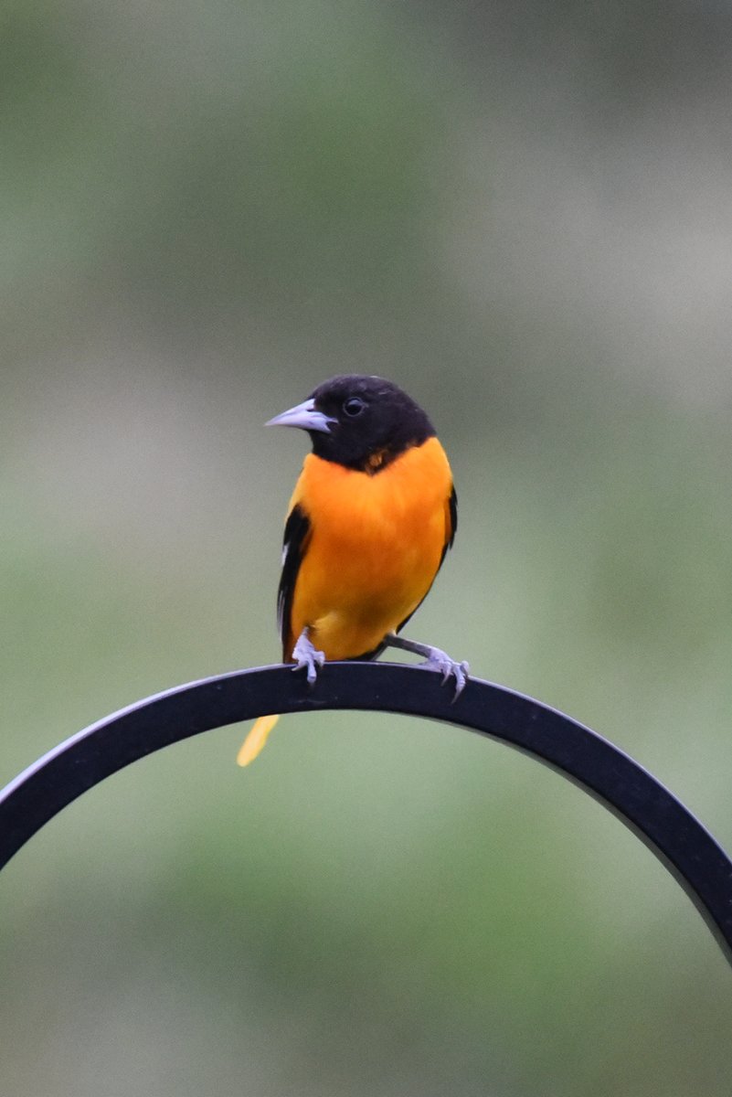 USFWS's tweet photo. Even during winter, you can find rainbows. If you're participating in the Christmas bird count, we challenge you to find every color of the rainbow during your birdwatching adventure! 

Learn more about the Christmas bird count and how you can participate: https://t.co/1MJRFOGT0v https://t.co/m89KBXaNOm