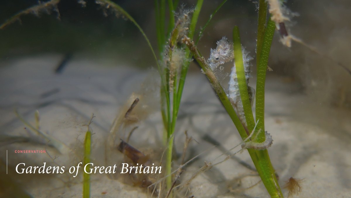Oceano_mag's tweet photo. "I think the greatest reason for habitat loss is that we fail to see that we are inextricably linked to the natural world." – Mark Parry, of @OceanCTrust, writes about the importance of seagrass restoration. @NMAPlymouth  @EULIFERemedies @LIFEprogramme https://t.co/EAGAoEJF1Y https://t.co/RGQIDPzIi9