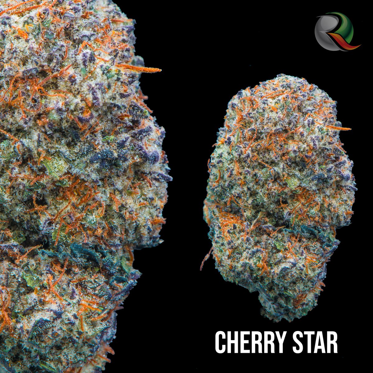 findthereef's tweet photo. Cherry Star grown by @redbudrootsmichigan 🍒✨ https://t.co/xrZLrCvjDd