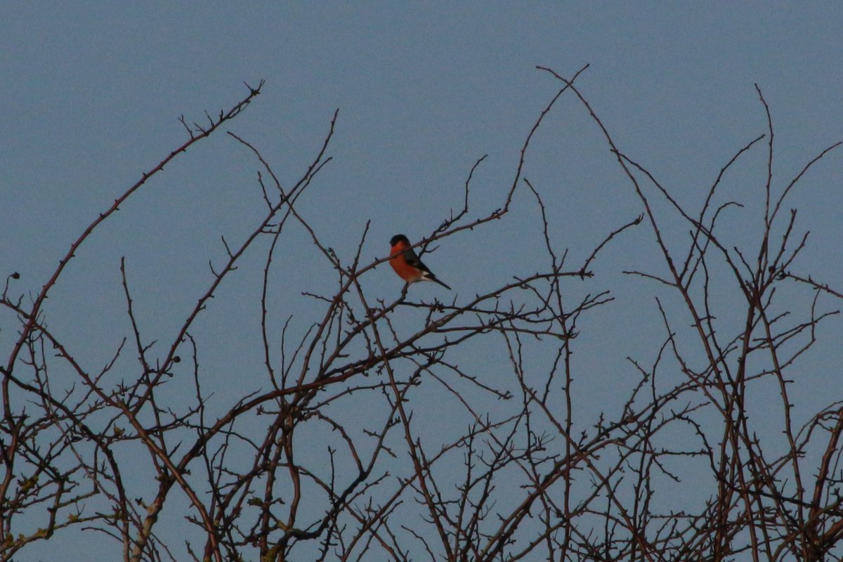 Allosaurus500's tweet photo. #365DaysWild #KC2020
DAY 356: It is still a bit wet out there but the sun was out and it was lovely to see a sun-lit Bullfinch and the local light-coloured Buzzard. https://t.co/v8eTlEOkZV