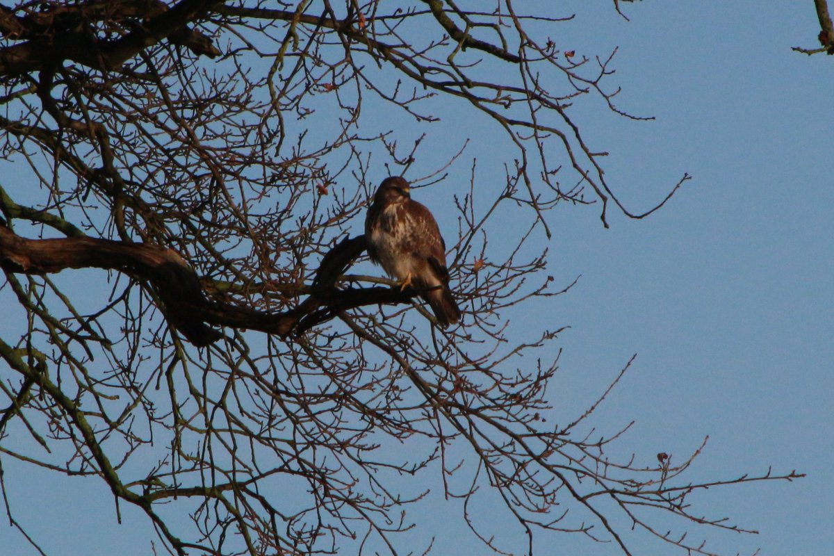 Allosaurus500's tweet photo. #365DaysWild #KC2020
DAY 356: It is still a bit wet out there but the sun was out and it was lovely to see a sun-lit Bullfinch and the local light-coloured Buzzard. https://t.co/v8eTlEOkZV