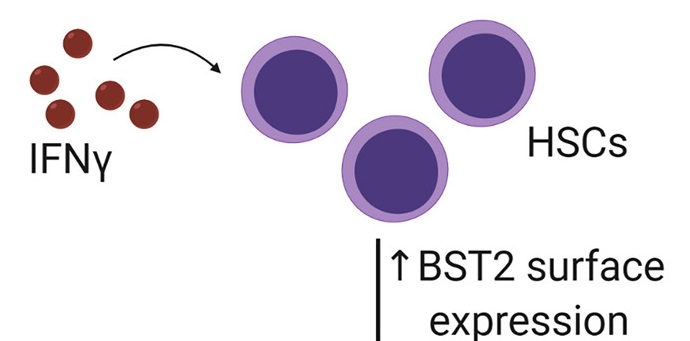 BCMFromtheLabs's tweet photo. .@TheKingLab, M Florez, D Park et al identified a mechanism by which #IFNGamma depletes #HematopoieticStemCells. #BST2 @bcmhouston @TCHResearchNews @BCM_GradDiverse @CAGTHouston Read it in @CellReports: https://t.co/dFuLyt4qKE https://t.co/oGdxJn9JHK