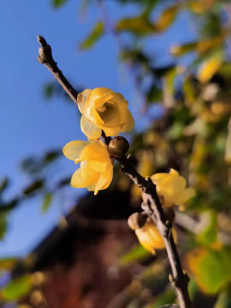 Li Xiaosi Fine Honing Gives A Sharp Edge To A Sword Bitter Cold Adds Keen Fragrance To Plum Blossom 宝剑锋从磨砺出 梅花香自苦寒来 There Are Many Similar Wise Sayings In Chinese Culture Which
