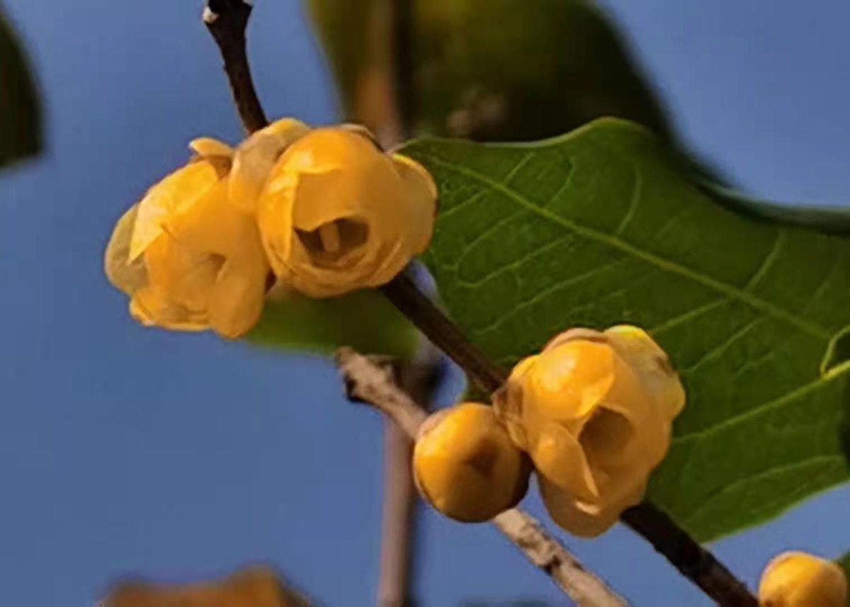 Li Xiaosi Fine Honing Gives A Sharp Edge To A Sword Bitter Cold Adds Keen Fragrance To Plum Blossom 宝剑锋从磨砺出 梅花香自苦寒来 There Are Many Similar Wise Sayings In Chinese Culture Which