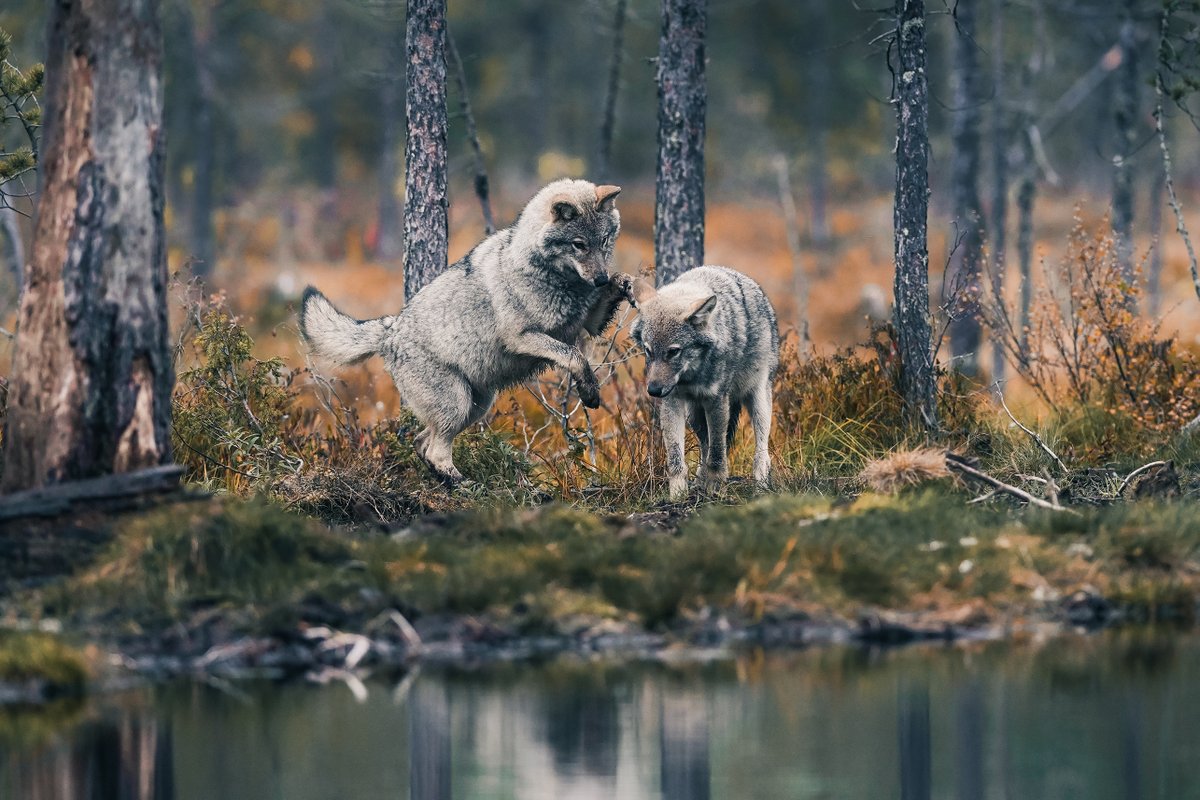 NikonCzech's tweet photo. Dnes vám přinášíme poslední tip a s ním několik nádherných fotek přímo z divočiny od fotografa Konsta Punkky. Celý tip najdete na FB stránce Nikonu!

📸 © Konsta Punkka, foceno na Nikon Z 7II + NIKKOR 400mm f/2.8G https://t.co/rcGnJhJxGo