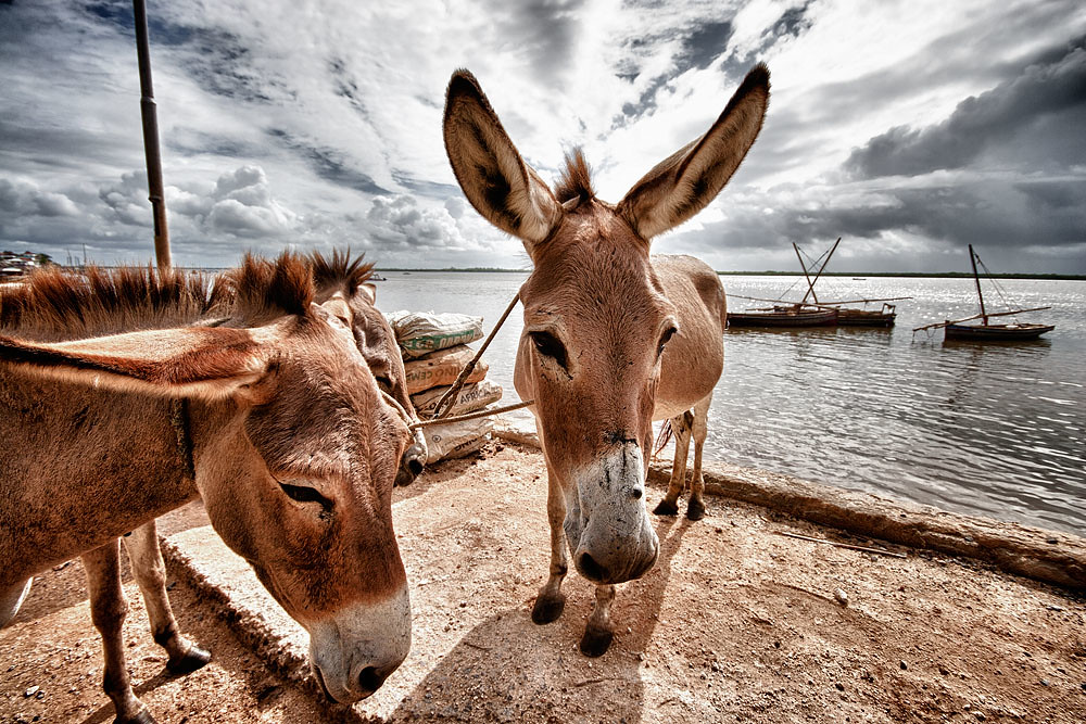 Very few motor vehicles are allowed on the island so most of the transportation is done with the help of donkeys. Sustainable and non-polluting, now also a major tourist attraction.  #GoodUrbanism